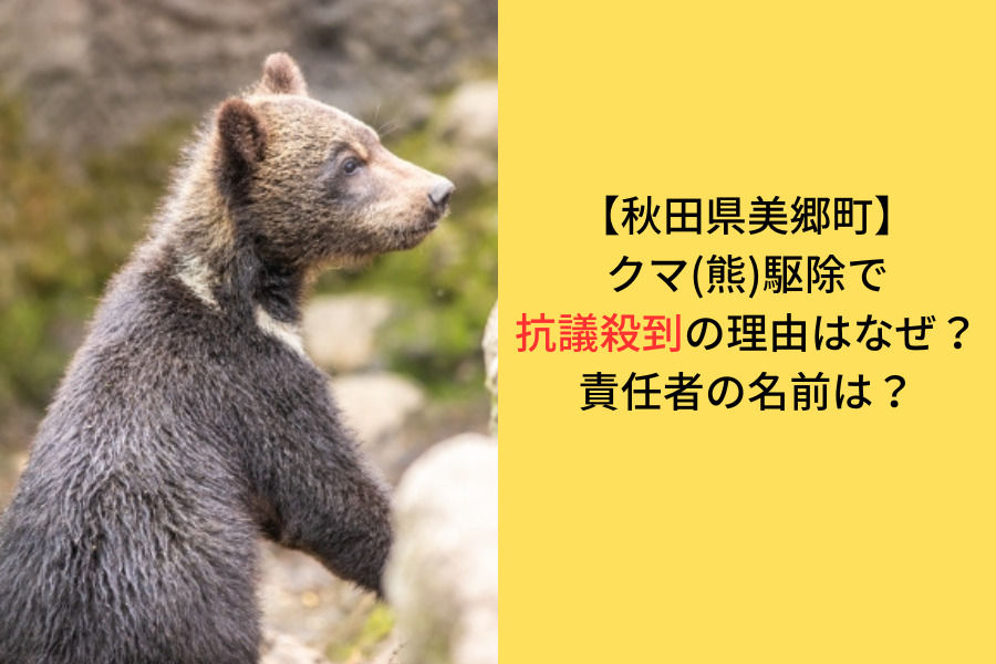 クマ(熊)の駆除に関して抗議が殺到している事件のアイキャッチ画像
